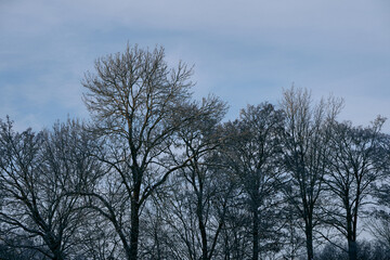 Fototapeta na wymiar Winter trees of Toten, Norway.