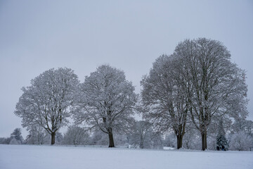 trees in the snow