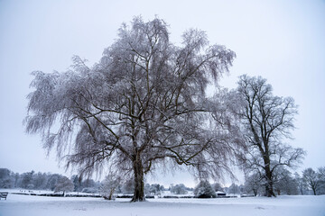 Fototapeta premium trees in the snow
