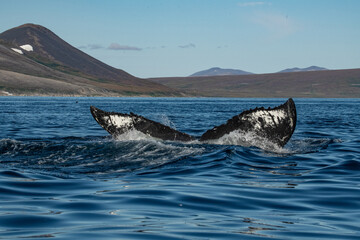 Naklejka premium Whale tail