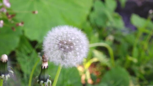 dandelion flower at the garden 