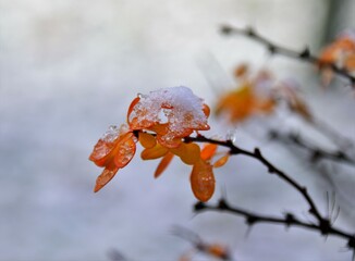autumn leaves in the snow