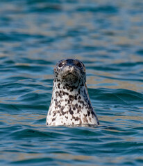 Seal