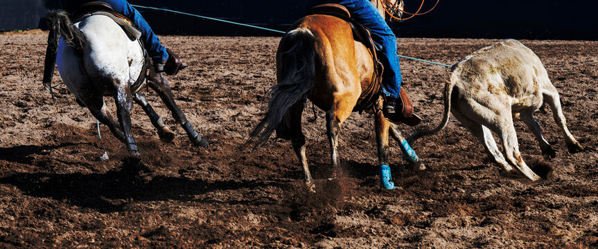 Cowboys and a steer in an Arizon roping event