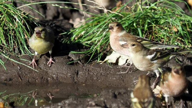 The greenfinch and chaffinch birds on the ground to drink water