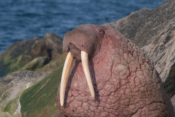 Walrus