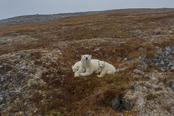 Fototapeta na wymiar Polar bear, Wrangel Island