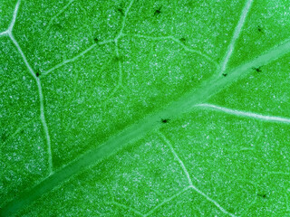 ivy leaf under the microscope showing trichomes - optical microscope x32 magnification