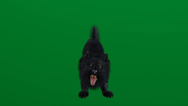 Animated black wolf, Green screen, 4K,Halloween, Angry, Video, dog, animal