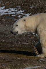 Polar bear, Wrangel Island