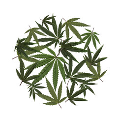 Natural cannabis leaves circle. Marijuana. Green - 553767745