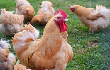 Beautiful ginger hens walking in zoo outdoors