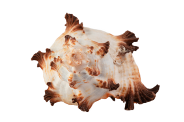 sea spiral shell on a transparent background, place for text