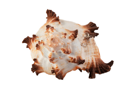 sea spiral shell on a transparent background, place for text