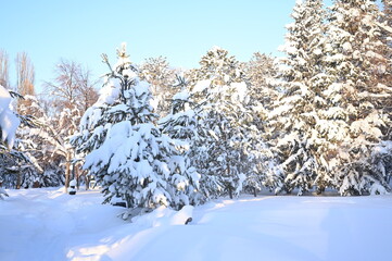 Landscape of sky and trees, snow and streets. Winter, snow-covered path to the park.