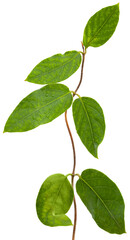 Fototapeta premium Trees with green leaves, natural growth, concept of agriculture