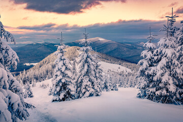 Great sunrise in mountains. Fresh snow covered slopes and fir trees in Carpathian mountains,...