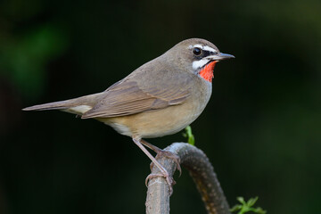 chubby brown bird with red feather on its chin nicely perching on curve plant branch expose against dark green background, siberian rubythroat