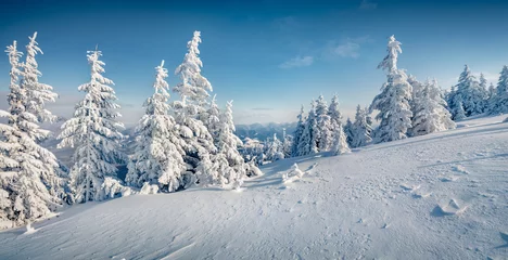 Poster Bright Christmas banorama. Unbelievable morning view of Carpathian mountains with fresh snow covered fir trres. Sunny outdoor scene of mountain valley. Beauty of nature concept background. © Andrew Mayovskyy