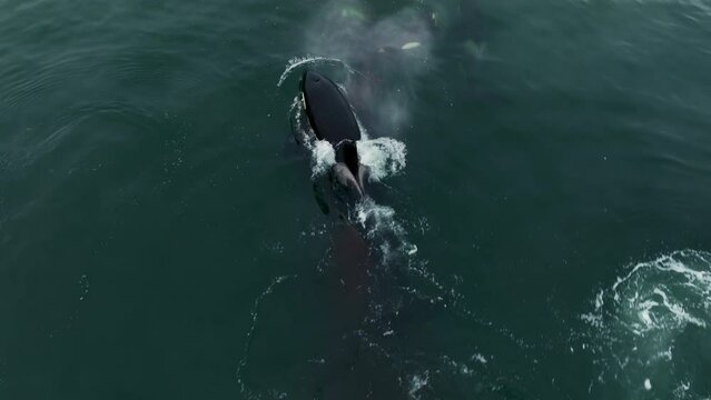 Killer whales tear up the victim. Blood in the water. Aerial photography of wild animals.