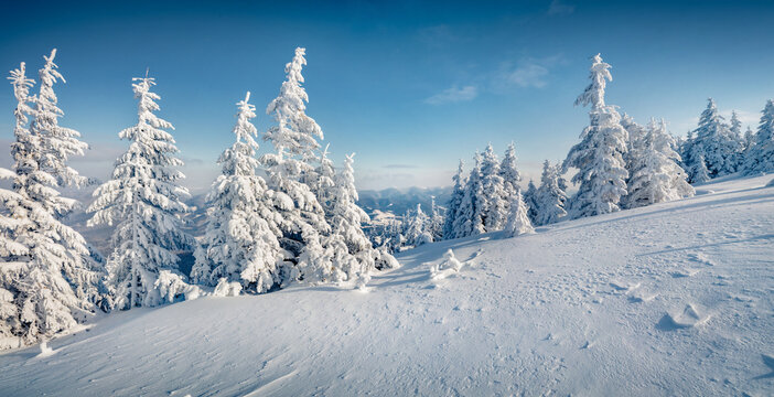 Bright Christmas banorama. Unbelievable morning view of Carpathian mountains with fresh snow covered fir trres. Sunny outdoor scene of mountain valley. Beauty of nature concept background.