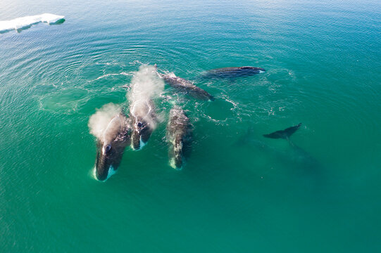 Bowhead whale in the Arctic