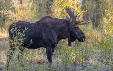 Bull Shiras Moose During the Fall Rut in Wyoming