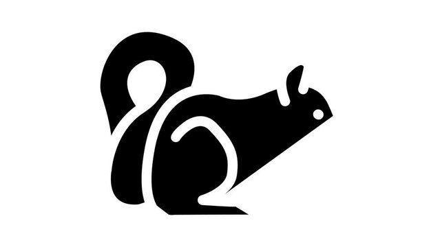 squirrel wild animal glyph icon animation