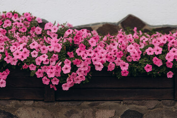 Fototapeta na wymiar outdoor in a pot pink flowers close-up