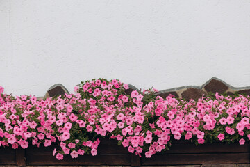 outdoor in a pot pink flowers close-up. copy space