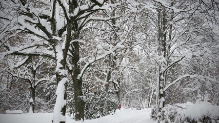 Verschneiter Wald, Winter