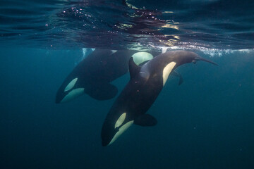 Orca, killer whale