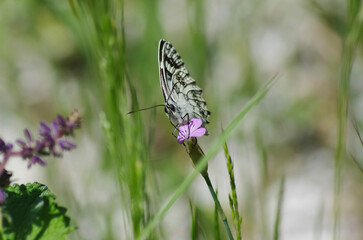 Melanargia galathea feeding on flower nectar