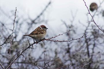Eurasian tree sparrow winter mood