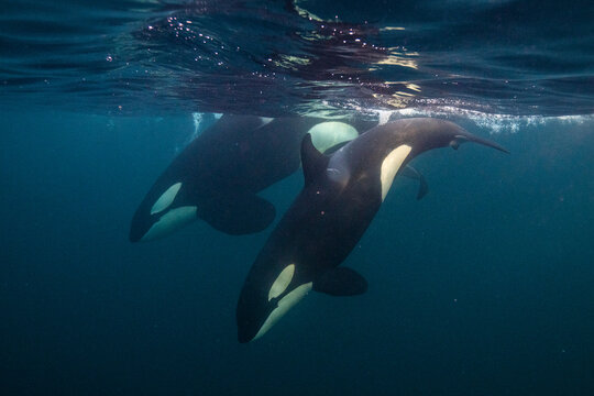 Orca, Killer Whale