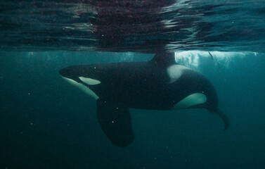 Fototapeta premium Orca, killer whale