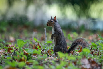 Squirrel