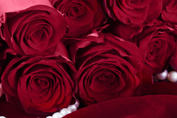 fresh viva magenta roses close up on velvet background