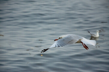 Fototapeta premium Seagulls that migrate from the cold to live in the Gulf of Thailand.