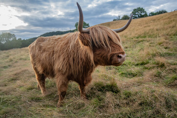 Scottish cow,. coo - obrazy, fototapety, plakaty