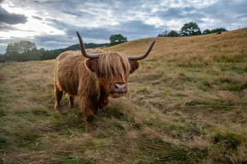 Scottish cow,. coo - obrazy, fototapety, plakaty