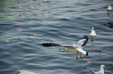 Seagulls that migrate from the cold to live in the Gulf of Thailand.