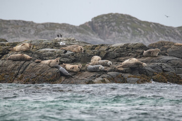 Artic Landscape seals