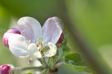 white pink apple blossom on the branch of apple tree. Blossoms from fruit in the garden