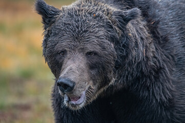 Brown bear