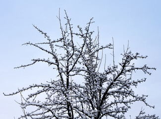 A tree top branches covered with snow.