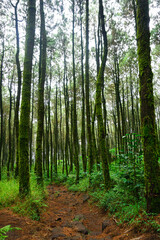 forest trails, hiking trails, pine forests.