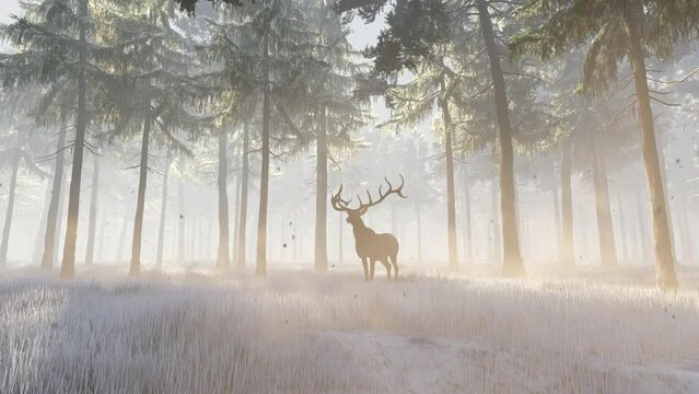 Deer male in winter snow forest.Beautiful red deer stag in snow covered.Winter forest landscape
