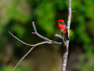 Vermilion Flycatcher perched on dead tree branch in Pantanal, Brazil
