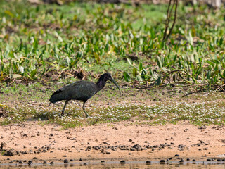 Obraz na płótnie Canvas Green Ibis walking on the pond's shore